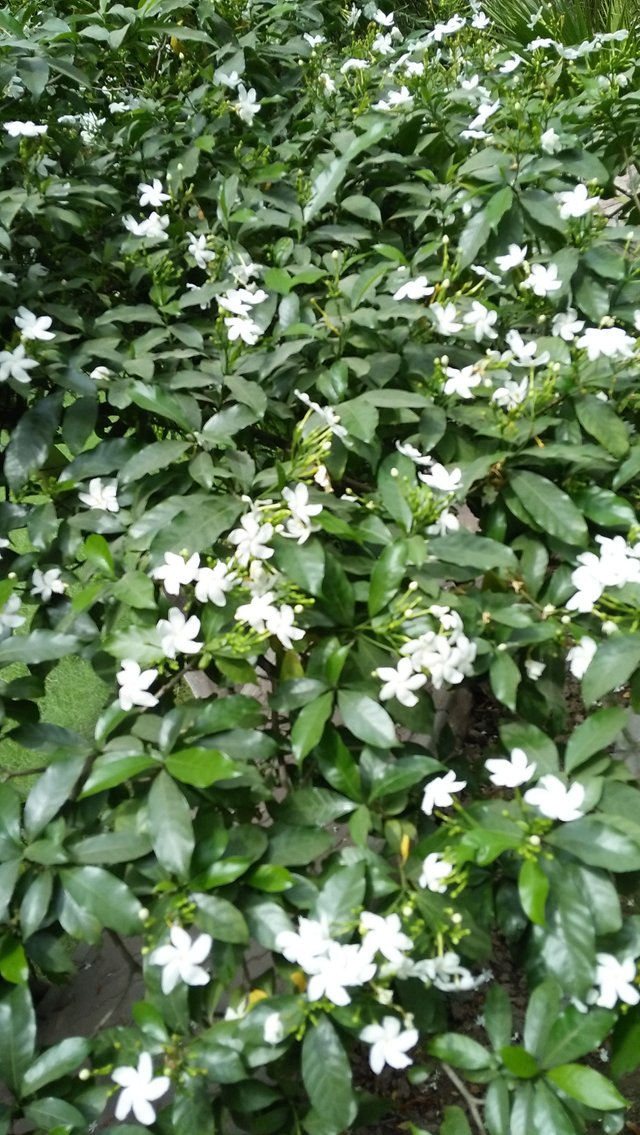 IMG20180814112026.jpg