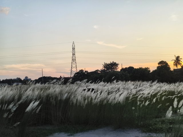 1000011529.jpg