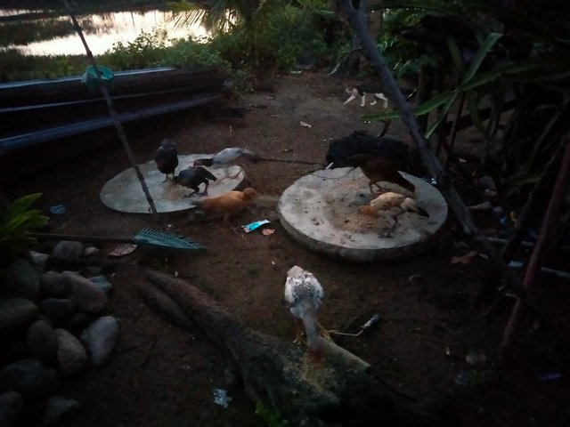 IMG20250730060959.jpg