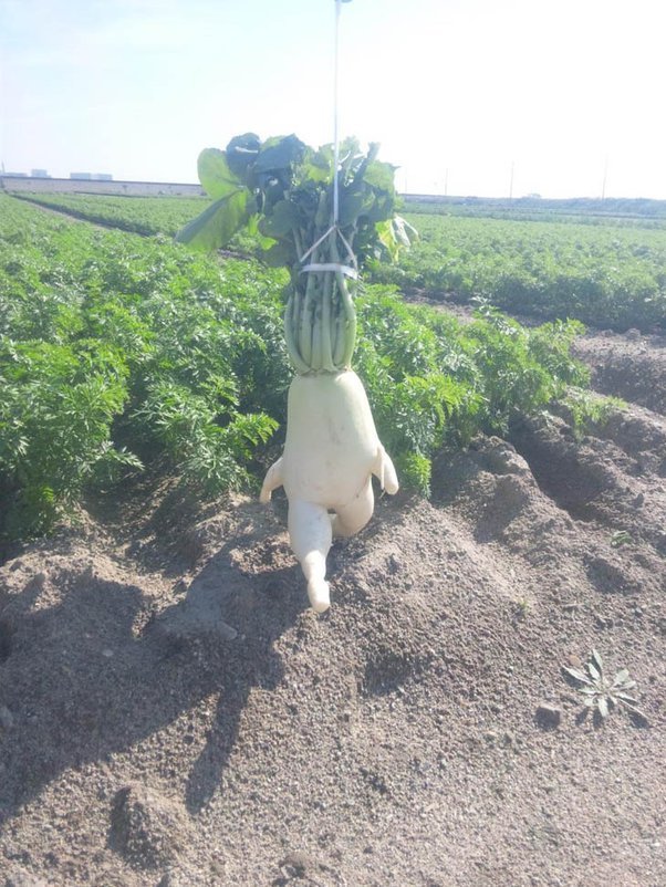 Human Radish.jpg