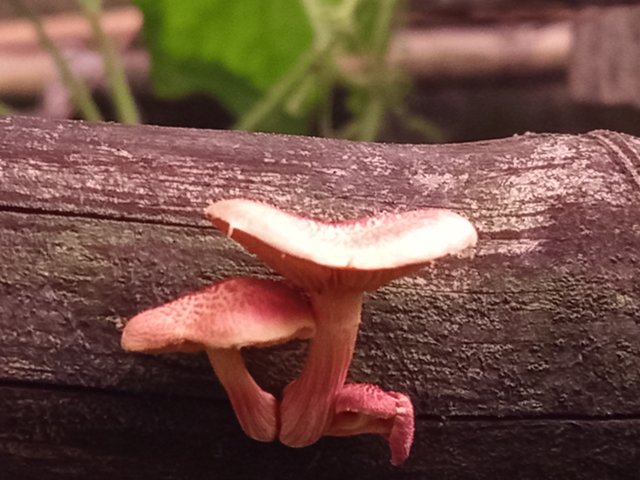mashroom (5).jpg