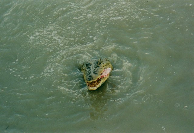 199911 Saltwater Crocodile 4.jpg