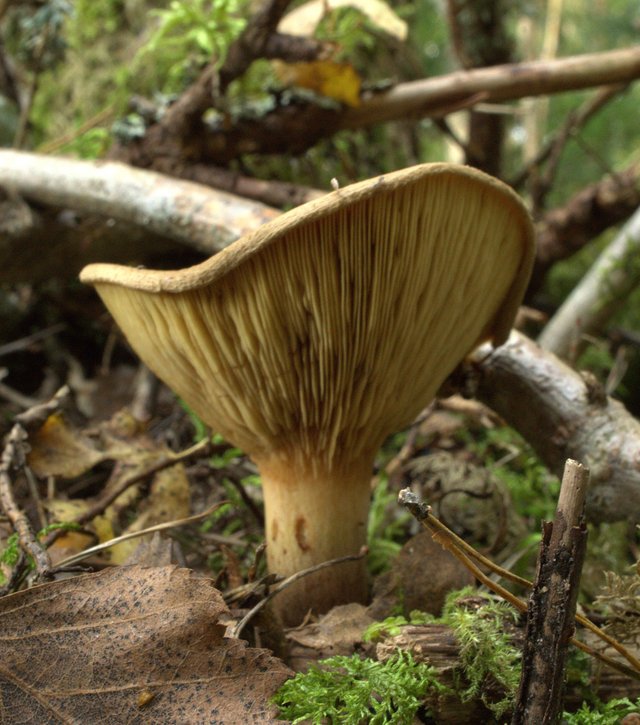 dsc00755.jpg