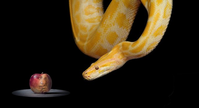 snake-g4732c57bb_1920.jpg