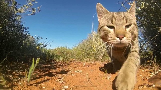 Feral Cat in SA_ Hugh McGregor and Arid Recovery.jpg