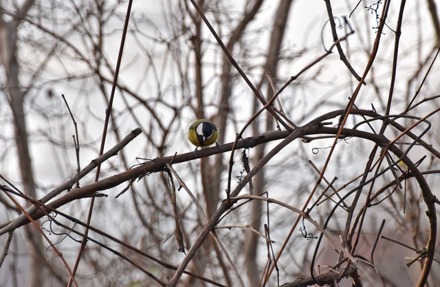 Great tit bushes 1.jpg