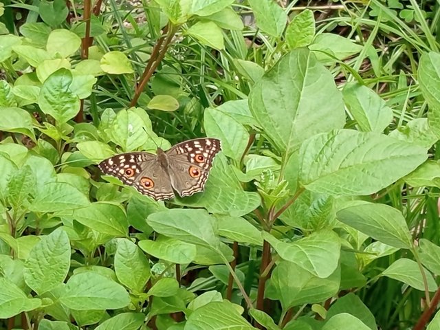 butterfly (1).jpg