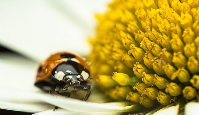 05-06-2018-ladybug+daisy-05843.jpg