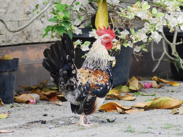 Ayam cantik.JPG