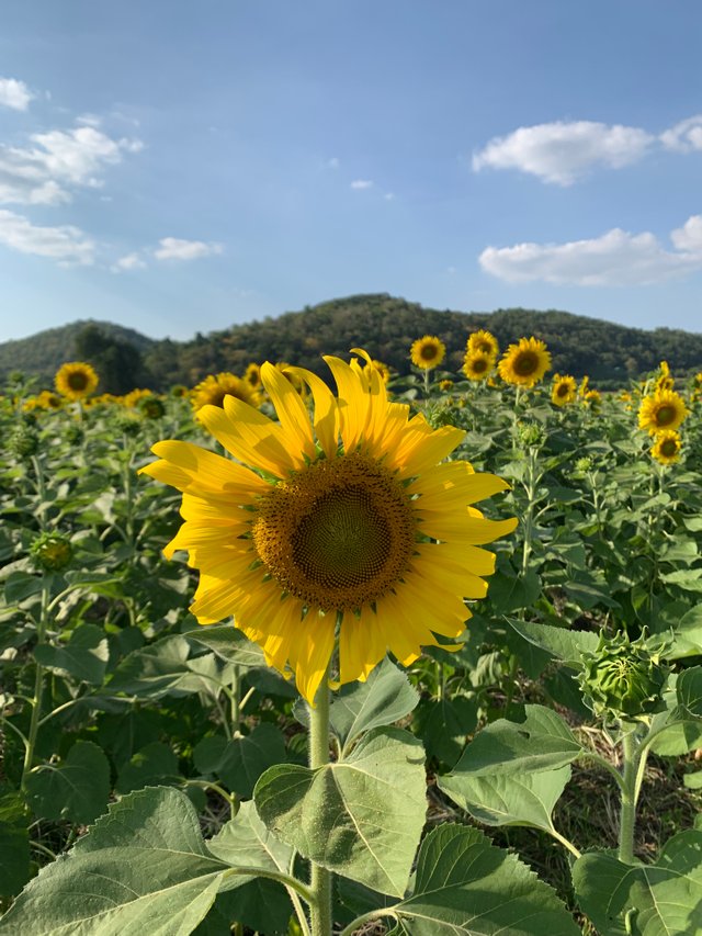 Sunflower fields28.jpg