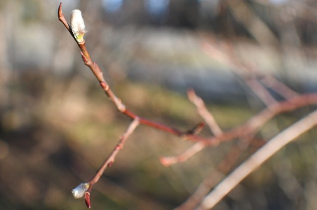 035 10-30 botten-lake willow bud.jpg