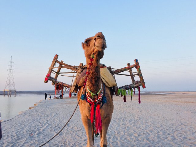 animal-beach-camel-754207.jpg