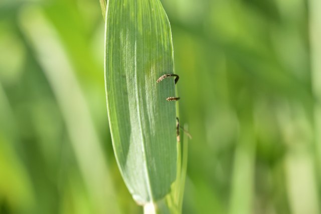 Stinkbug grass 2.jpg