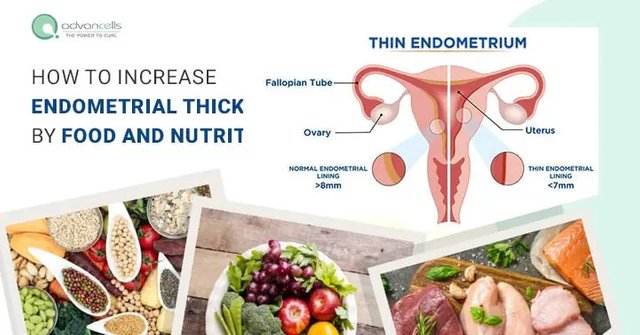 Increase-Endometrial-Thickness-by-Food-and-Nutrition-1.jpg