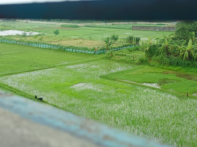 1000008826.jpg