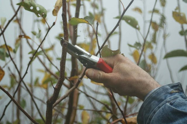 Gutter Cleaning Sydney - Tree Care