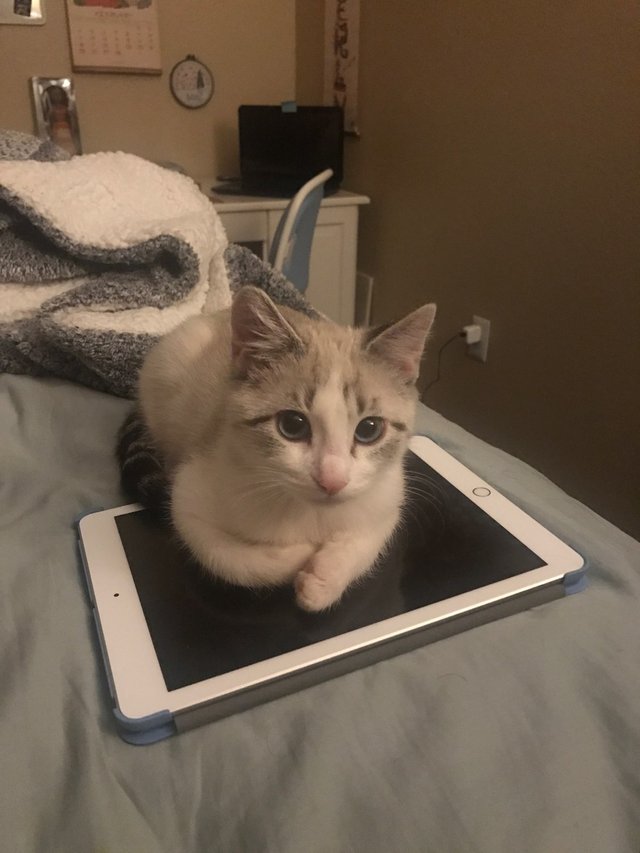 mochi on ipad.jpeg