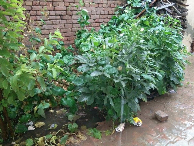 IMG_20240712_120309.jpg
