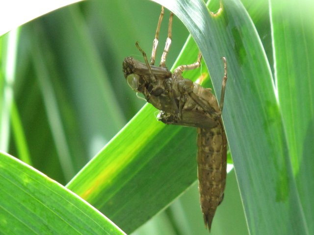 Fotos Insekten 2019 018.JPG