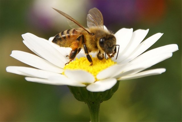 bee-and-flower_by_earl258_CC_BY-NC_2-0_388788415_0393f33ee5_o-TB-Web.jpg