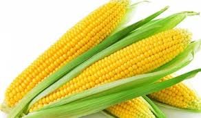 maize.jpg