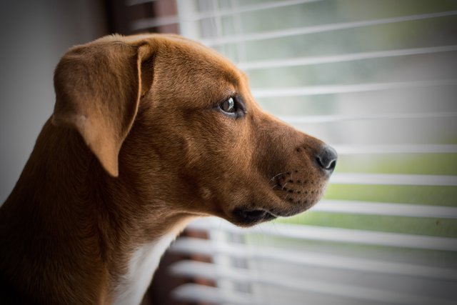 puppy looking outside.jpg