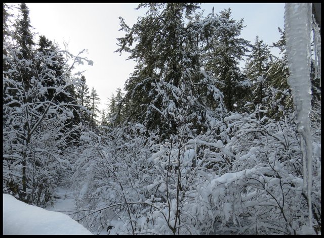 large icicle and snowy scen looking down path to shed from deck good.JPG