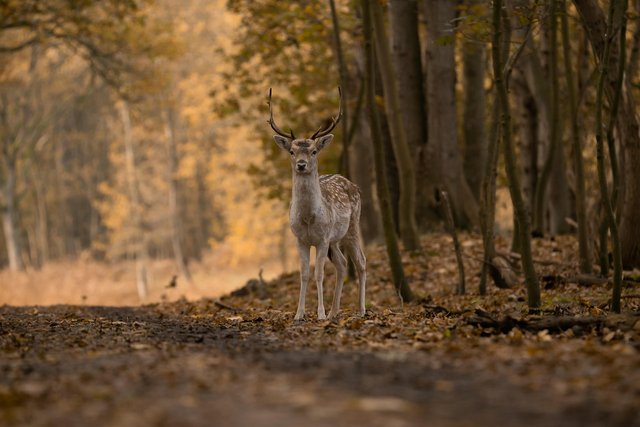 fallow-deer-5749914_1280.jpg