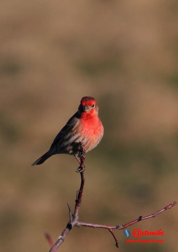 House Finch PFW21-0126.JPG