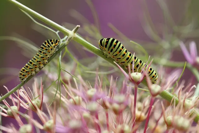 caterpillars-7605091_1280.webp