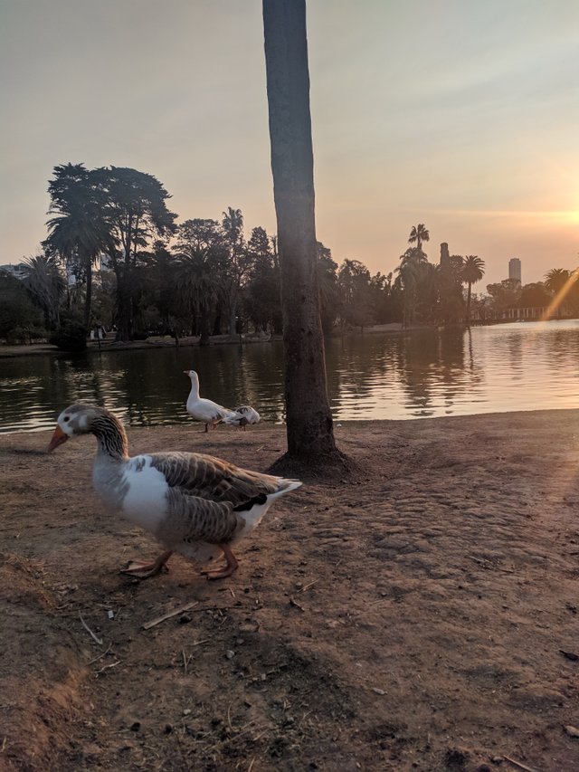 ducks and nature.jpg