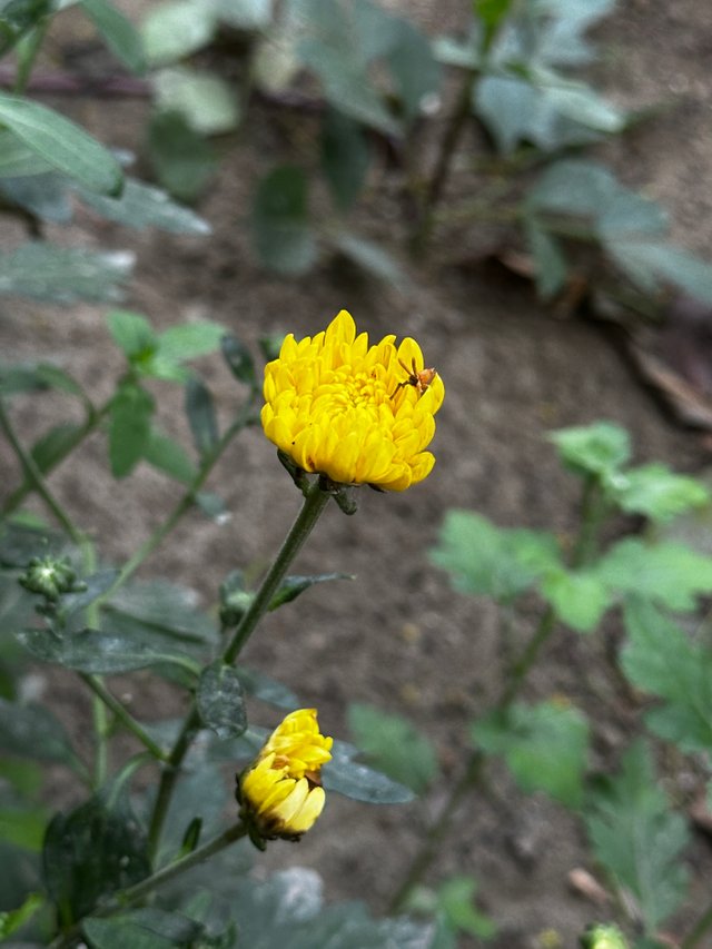 IMG_7968.JPG