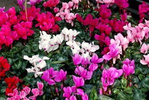 cyclamen-plant-care2.jpg