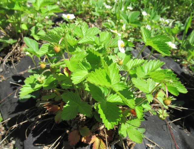 wildstrawberry_closeup.jpg