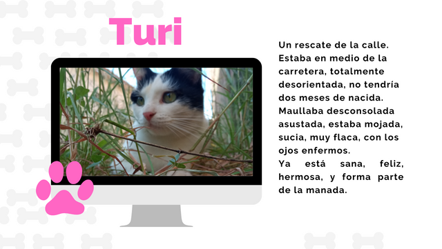Hablemos sobre los animales - Turi.png
