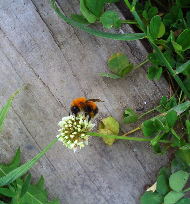 пчела пьёт нектар.jpg