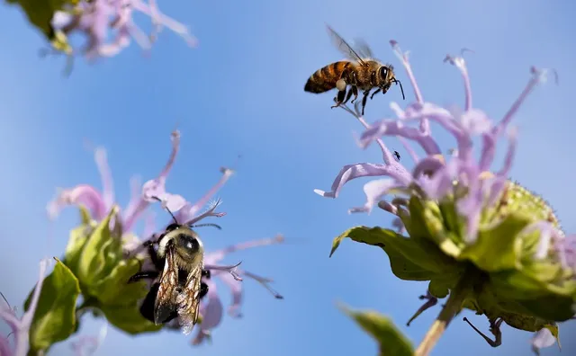 pollinators-7982752_1280.webp