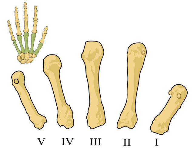 metacarpals-41573.png