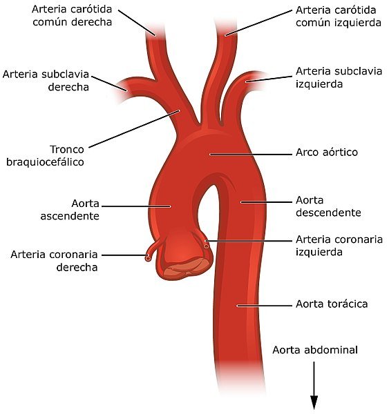 anatomia.jpg