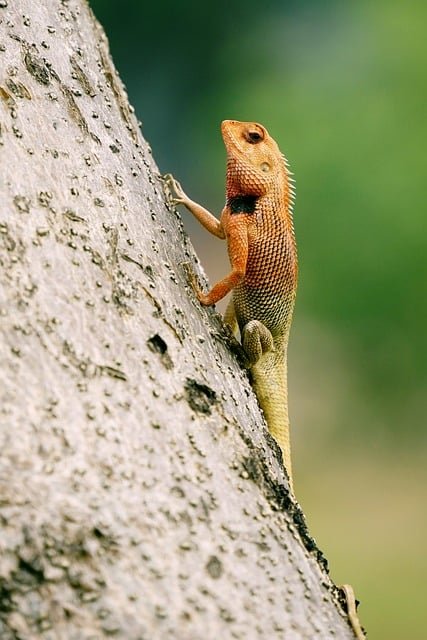 lizard-8796682_640.jpg