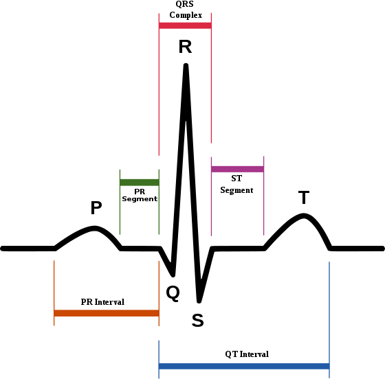 560px-SinusRhythmLabels.svg.png