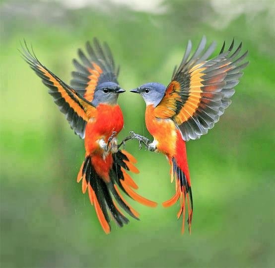 87d49da8fb3dda37fc768aa3eaf263d8--colorful-birds-exotic-birds.jpg