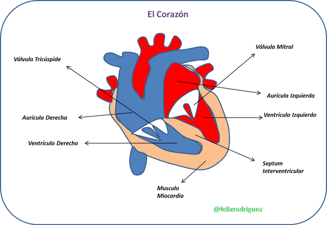 corazonn.png