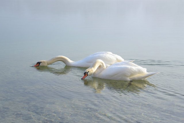 swans-4867559_1280.jpg