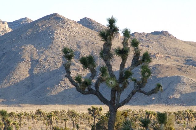 0402-JoshuaTree.jpg