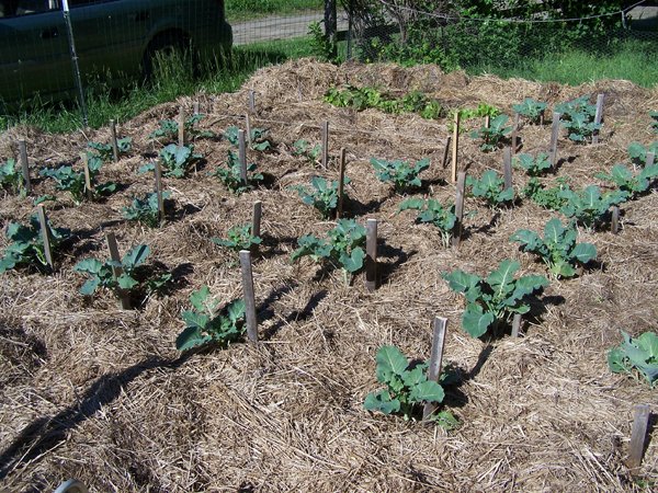 Big garden - brassicas crop June 2018.jpg