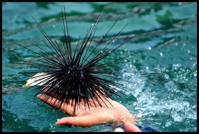 sea-urchin-498882_1280.jpg