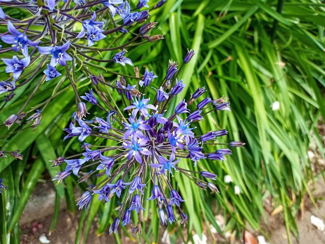 lily of the Nile(Agapanthus africanus)