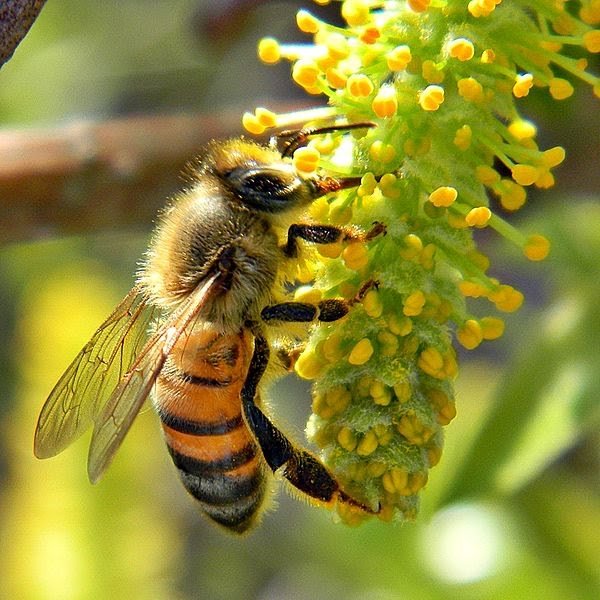 Difference-Between-Honey-Bees-and-Yellow-Jackets_Figure-1.jpg