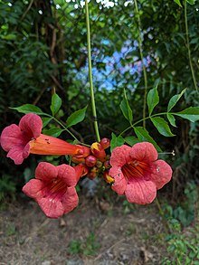 220px-Campsis_radicans_bloom_and_buds.jpg